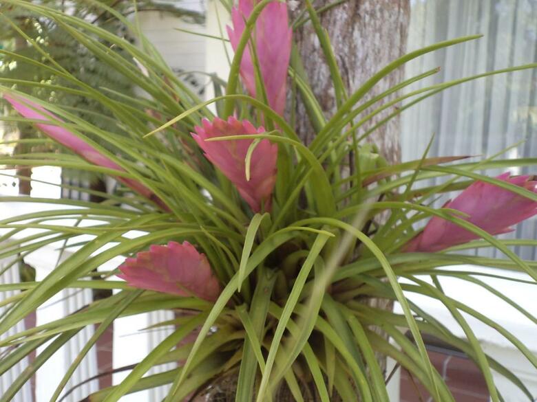 Hostal St. Lucia Wetlands Guest House