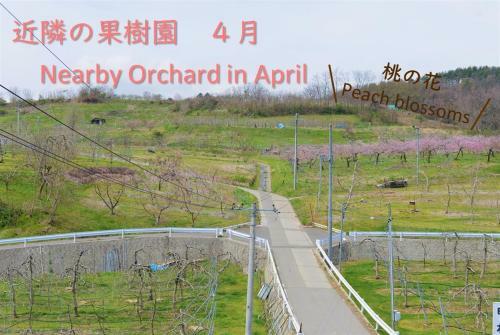 Shinshu Yokoya Farm