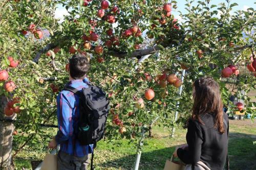 Shinshu Yokoya Farm
