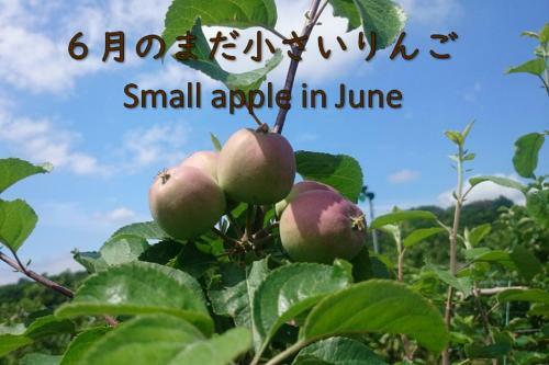 Shinshu Yokoya Farm