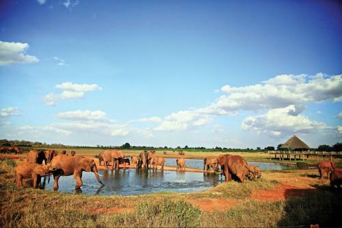Voi Wildlife Lodge