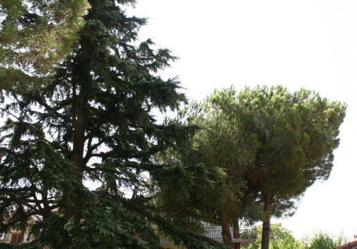 B&B Etna Country