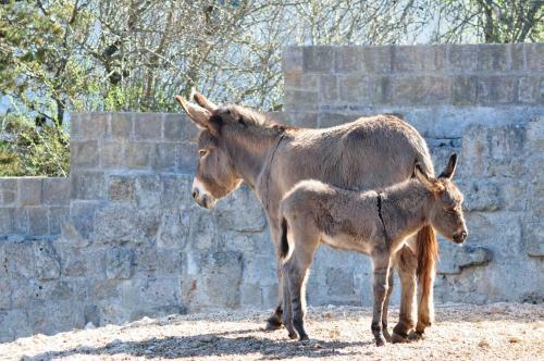 Agroturismo Masseria Le Terrazze Di Serranova