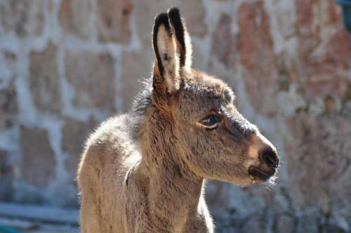 Agroturismo Masseria Le Terrazze Di Serranova