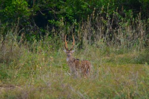 Explorer By Mahoora - Gal Oya National Park (All Inclusive)
