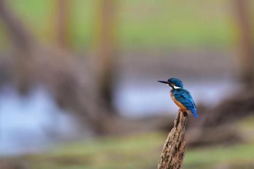 Explorer By Mahoora - Gal Oya National Park (All Inclusive)