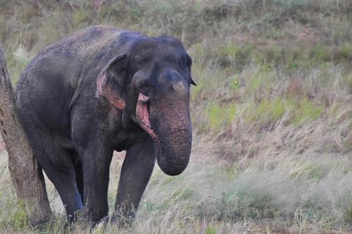 Explorer By Mahoora - Gal Oya National Park (All Inclusive)