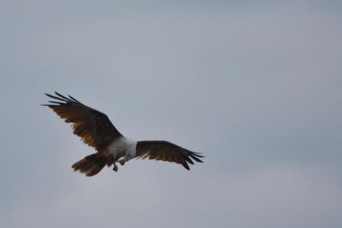 Explorer By Mahoora - Gal Oya National Park (All Inclusive)