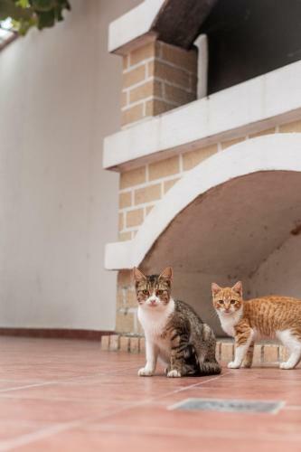 Villa Vila Vukoti?