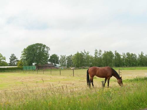 Cosy Holiday Home In Drenthe By The Forest