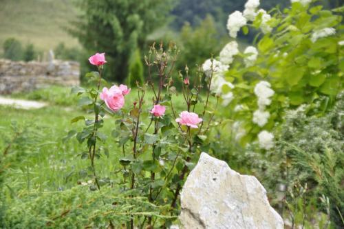 Agroturismo Pensiunea Maria-bucovina
