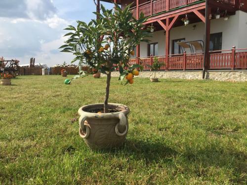 Agroturismo Pensiunea Zana Muntilor