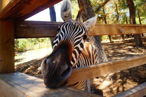 Hostal Guest House "golubaya Laguna"