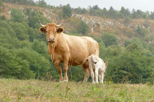 Agroturismo Tourist Farm Pri Andrejevih