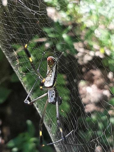 Hostal Garden Of Heliconias Lodge