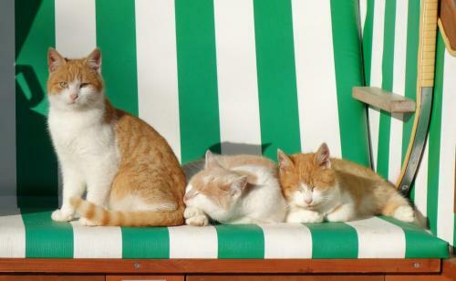 Apartamento Ferienhof Am Wittensee