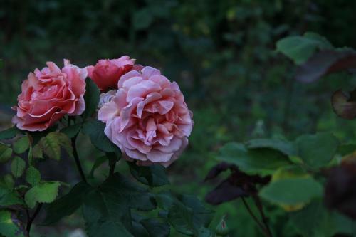 Bed & Breakfast Vemmetofte Pr�steg�rd