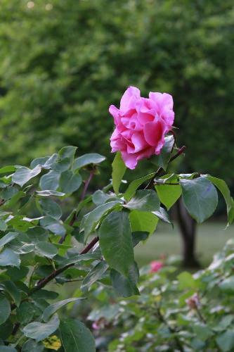Bed & Breakfast Vemmetofte Pr�steg�rd