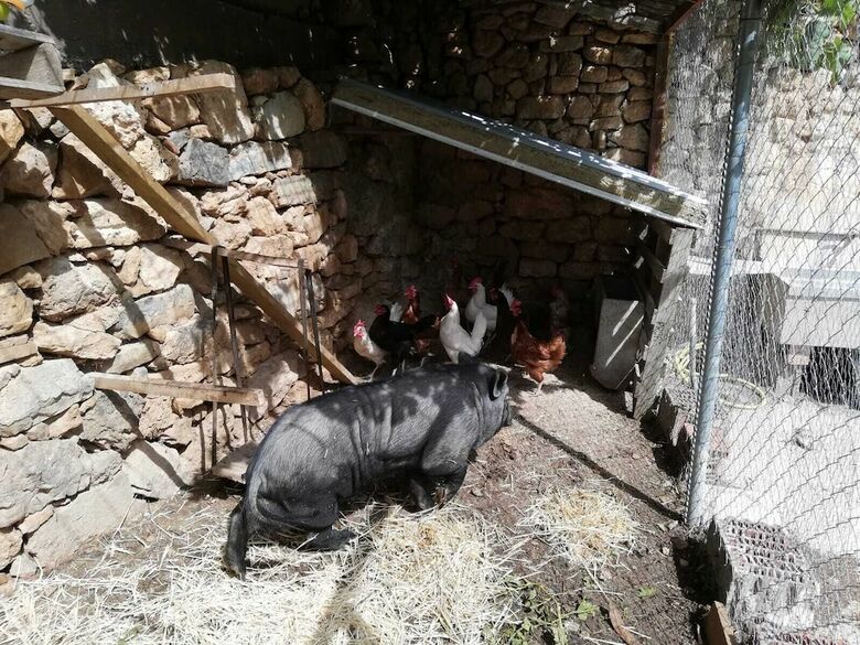 Agroturismo El Castillo De Celia