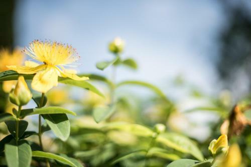Bed & Breakfast Le Mas Des Romarins