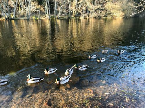 Waterfoot Park