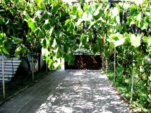 Hostal Olimpo Guest House