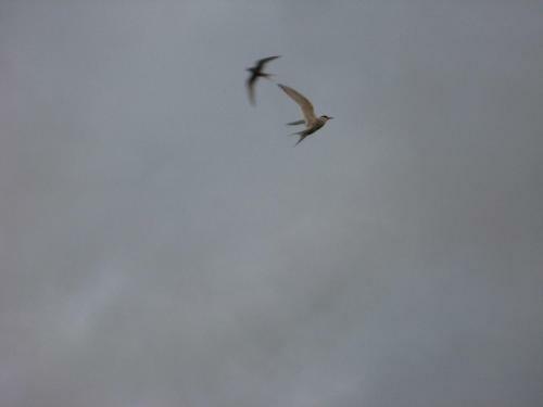 �sbrandsstadir Cottage