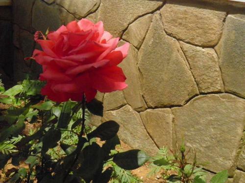 Apartamentos Aristotelis-nikos Paramonas Studios