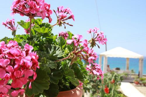 Apartamentos Aristotelis-nikos Paramonas Studios