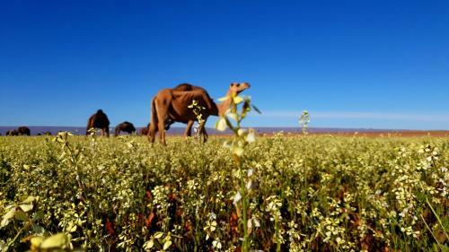 Sahara Luxury Camp M'hamid