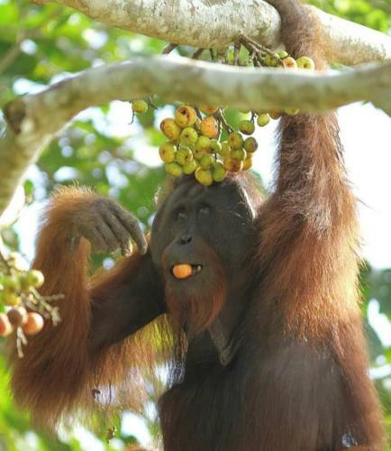 Sukau Backpackers B&B