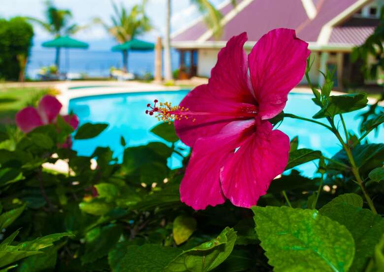 Hotel Quo Vadis Dive Resort