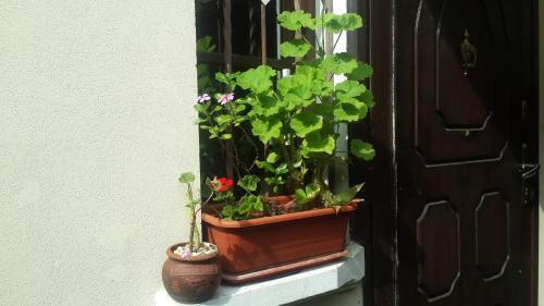 Guest House On Griboyedova 3