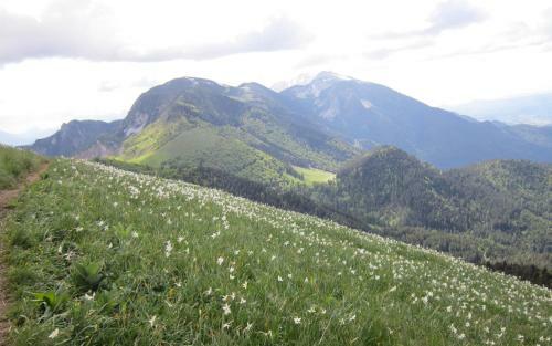 Apartment Krek