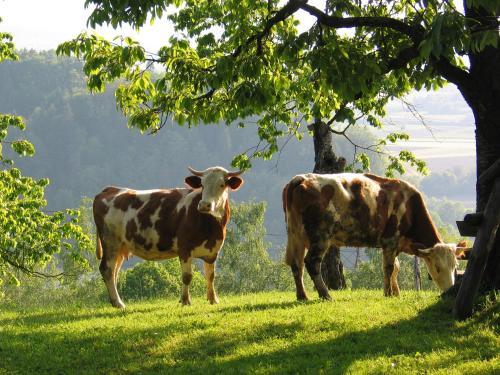 Agroturismo Pri Lazarju Farm Stay