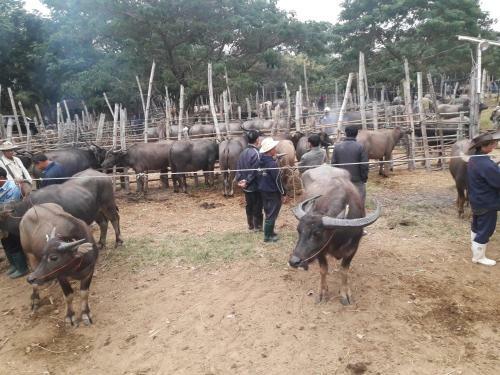 Hostal Kad Sala Lanna Cultural Homestay