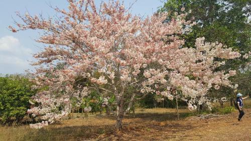 Hostal Tarahill Khao Kho