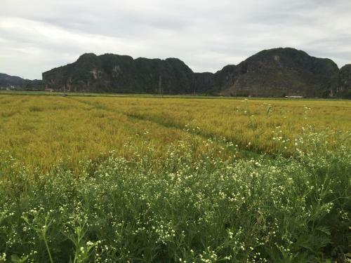 Phuong Thao Homestay