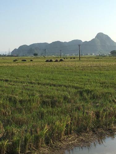 Limestone View Homestay