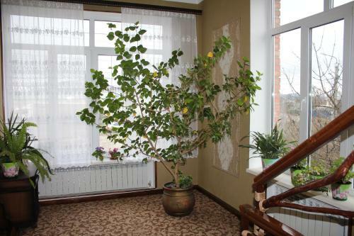 Hostal Guest House U Druzey
