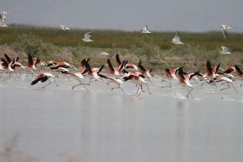 Hostal Sultan Pansion Bird Paradise