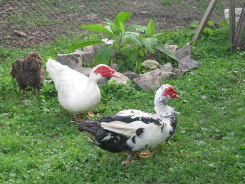 Agroturismo Kalynoviy Kucsh