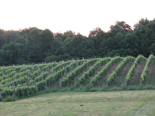 Lodge Vineyard Woods