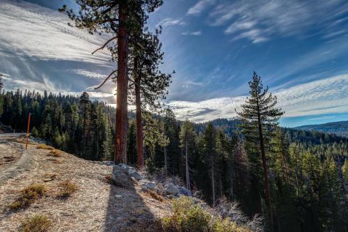 Whispering Pines