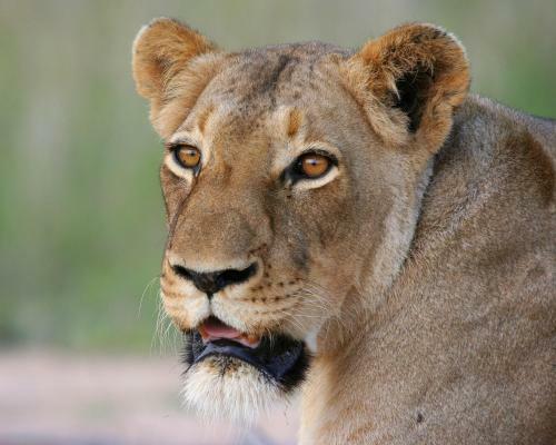Becks Safari Lodge