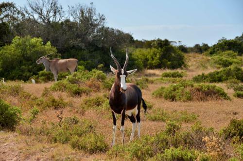 De Hoop Collection
