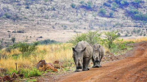 Tented Adventures Pilanesberg