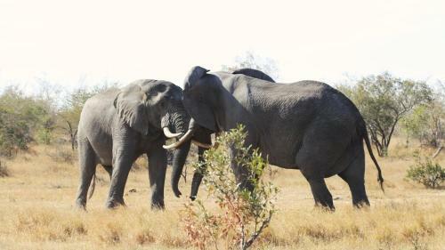 African Rest Lodge
