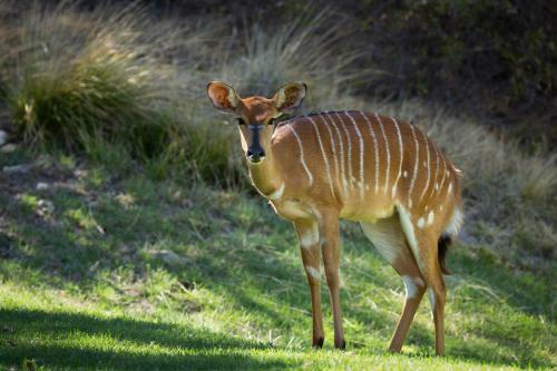 Wildehondekloof Game Lodge