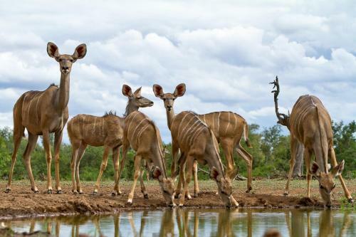 Wildehondekloof Game Lodge
